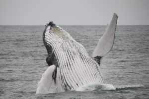 Whale Watching breach